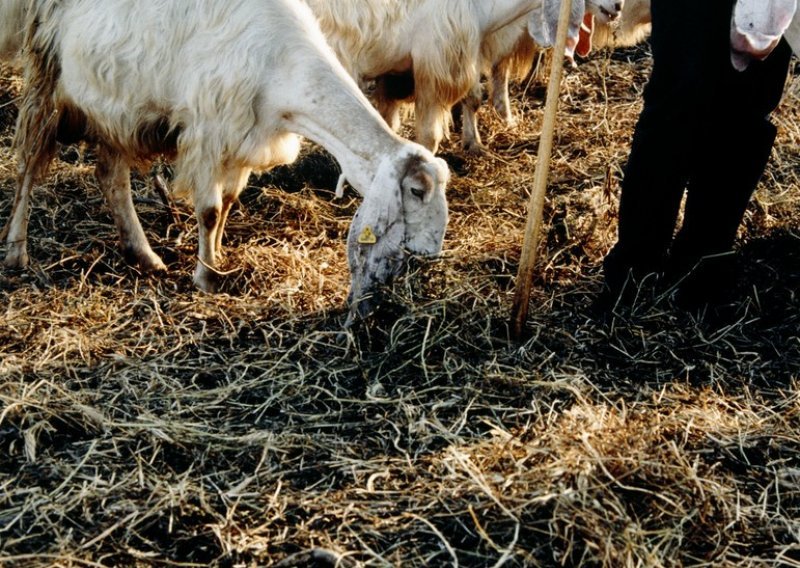 Za čuvanje koza u Srbiji traže borilačke vještine