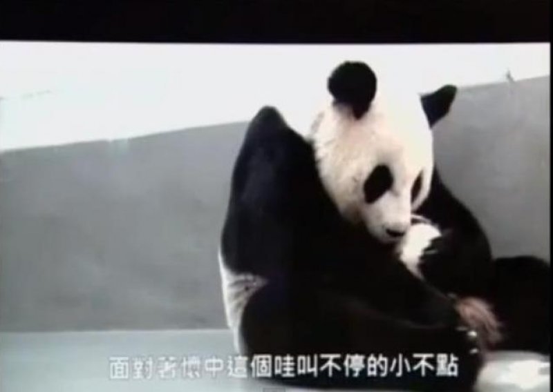 Pogledajte dirljiv susret pande s bebom