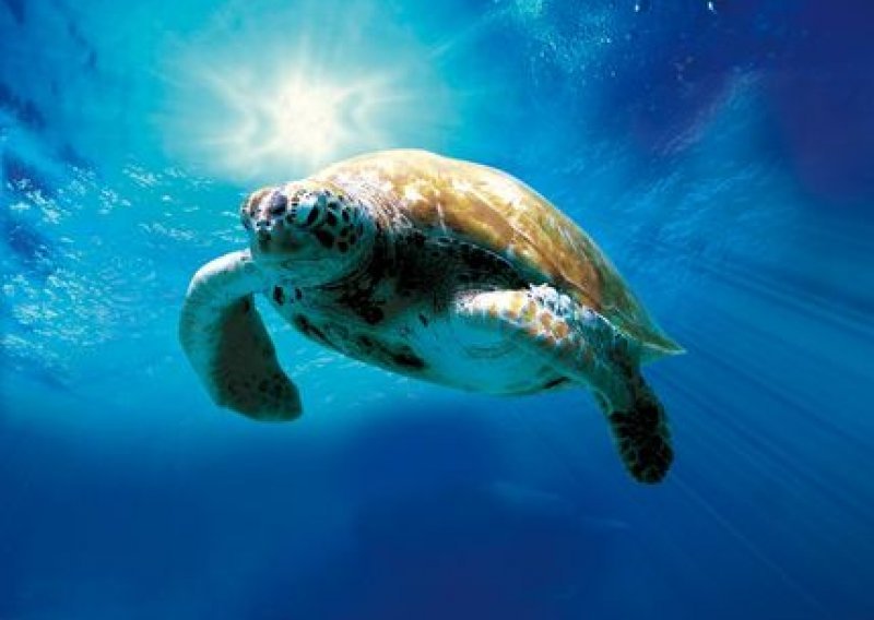 Jadranske kornjače dave se u plastičnom otpadu