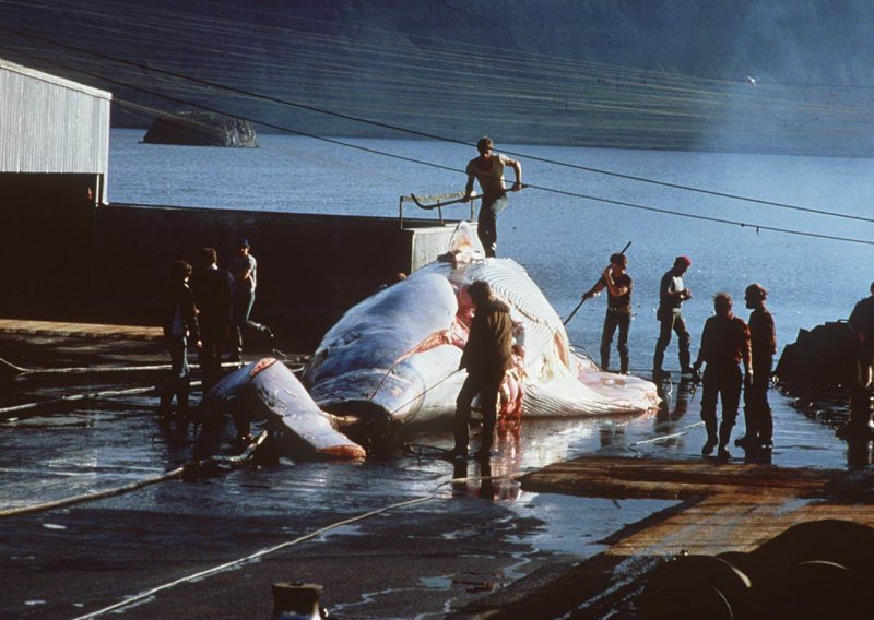 Japanu zabranjen kitolov u području Antarktike