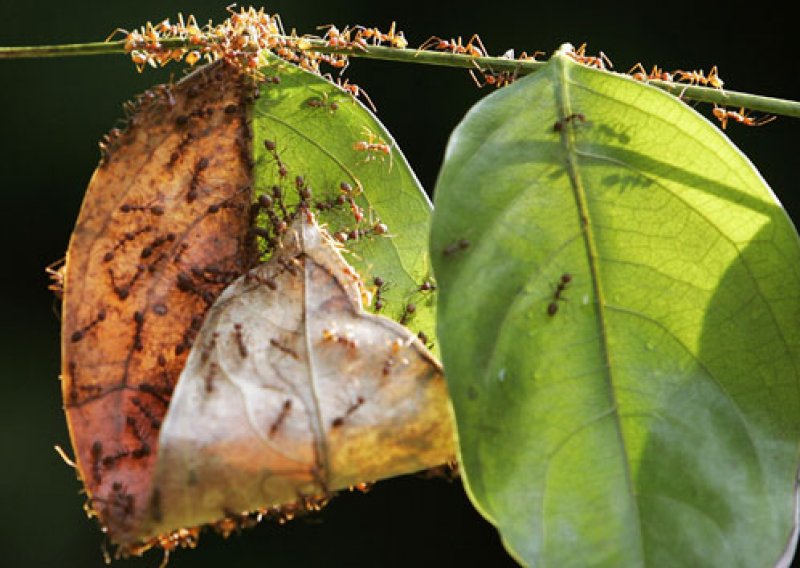 Britanski mravi su letargični, a španjolski agresivni