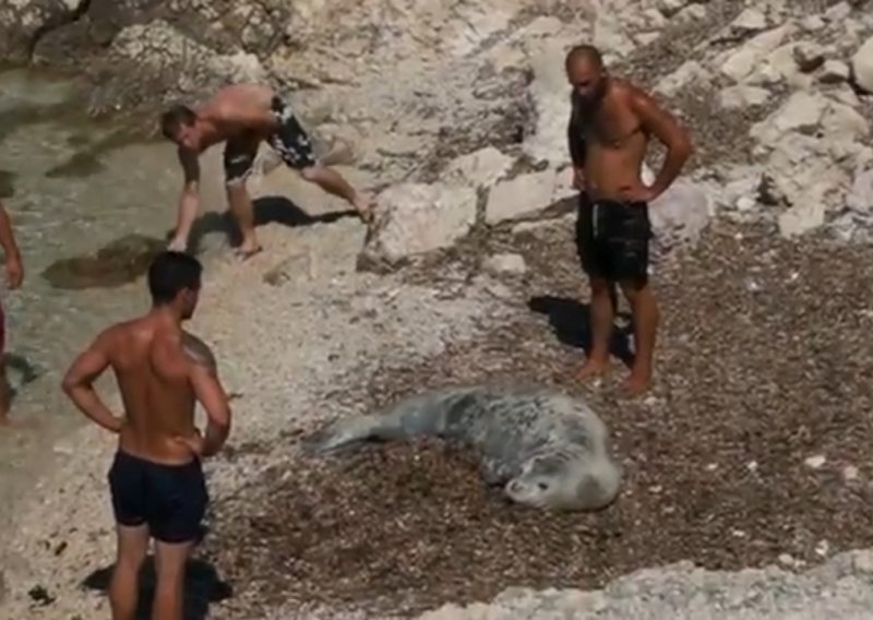 Turisti uznemiravali sredozemnu medvjedicu