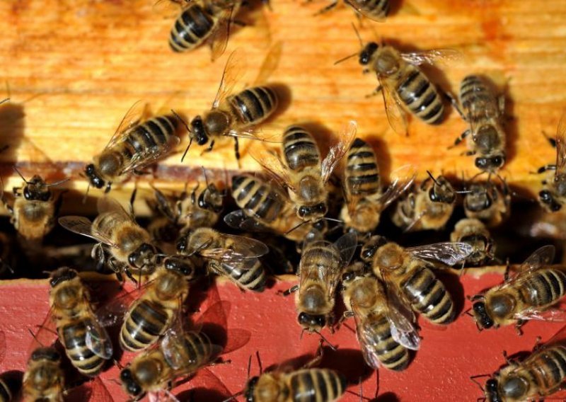 Oprez! Zagrepčanima prijete rojevi osa, stršljenova i pčela