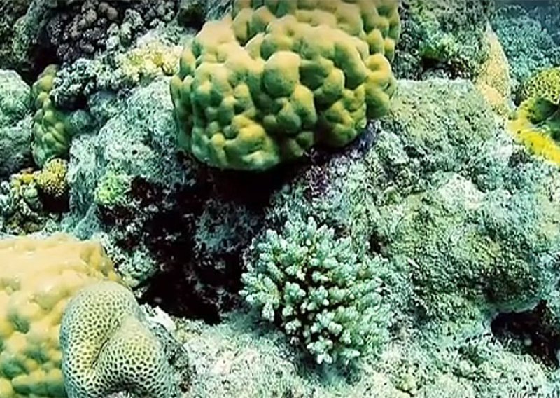 Veliki koraljni greben nikad nije bio bliže uništenju!