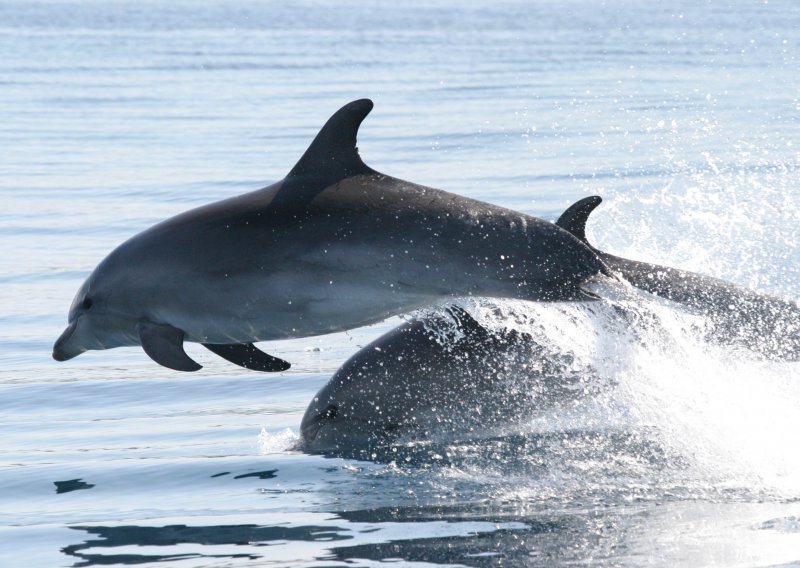 Američki delfini-specijalci u Hrvatskoj