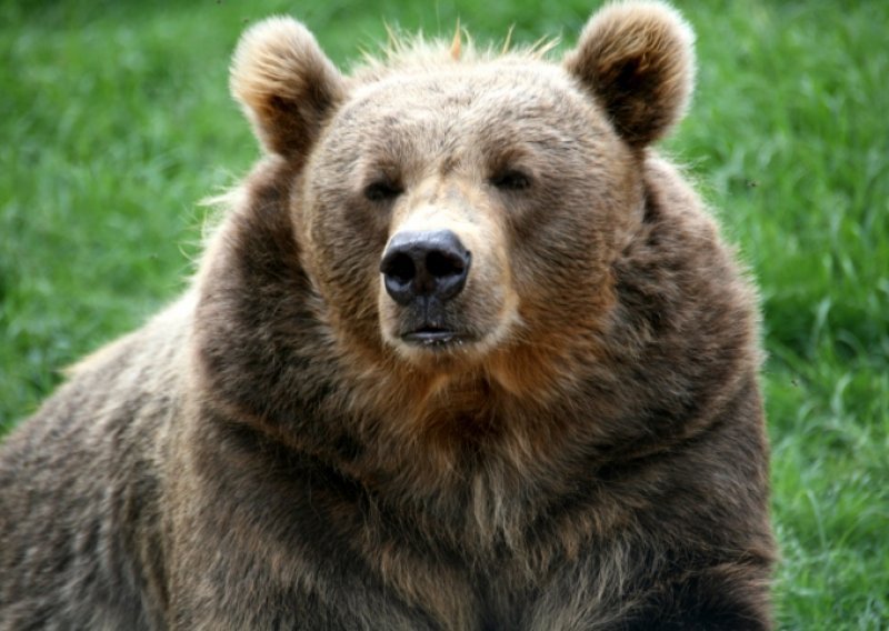 Ekspanzija medvjeda u Gorskom kotaru, ljudi su u opasnosti