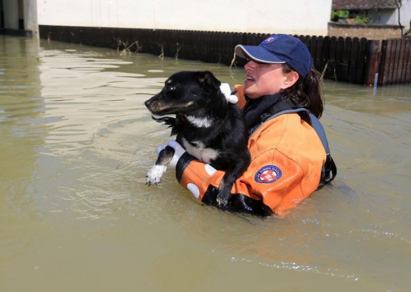Psi s poplavljenih područja stižu u Beli Manastir