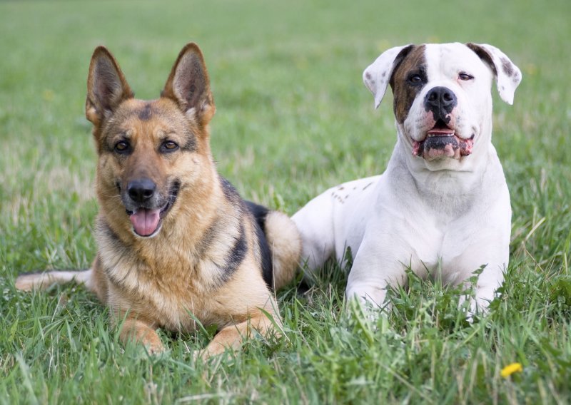 Ove pse ćete (pre)često voditi veterinaru