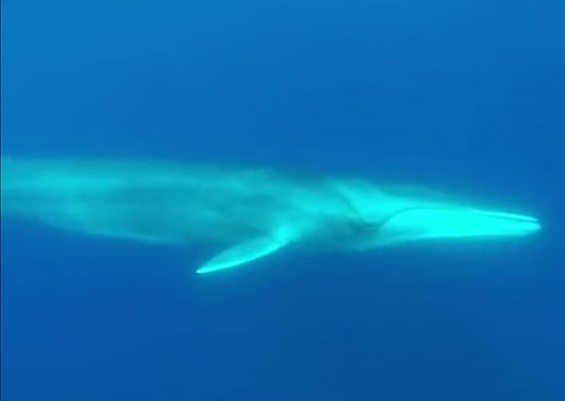 Kraj Dugog otoka viđen drugi najveći kit svijeta