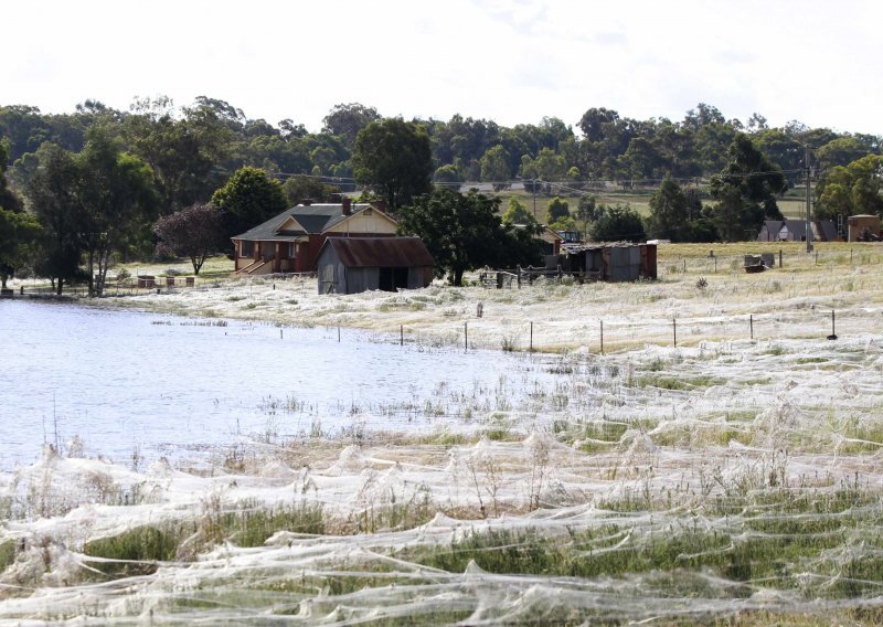 Poplavljenu Australiju preplavile paukove mreže!