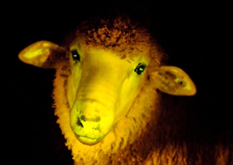 Urugvaj proizveo ovcu koja svijetli