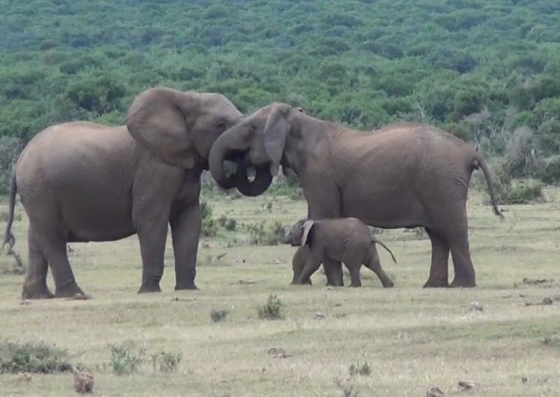 Evo kako izgleda ponovno ujedinjenje obitelji slonova