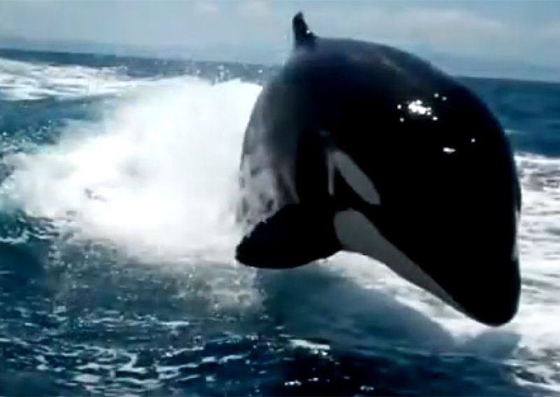 Tajne menopauze otkrivaju – kitovi ubojice!