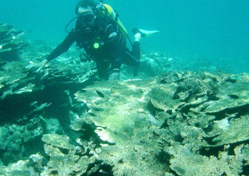 Naglo pada pokrivenost koraljima na najvećem koraljnom grebenu u svijetu