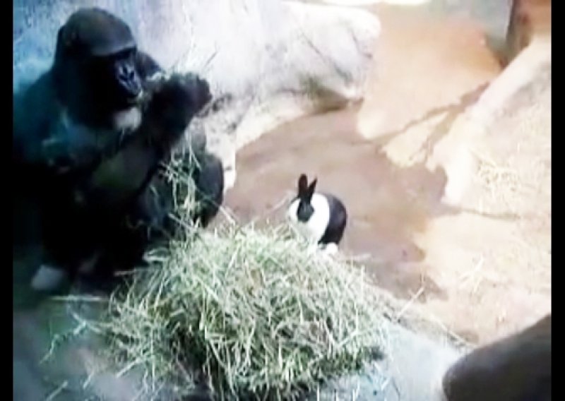 Gorila Samantha našla novog prijatelja – zeca Pandu