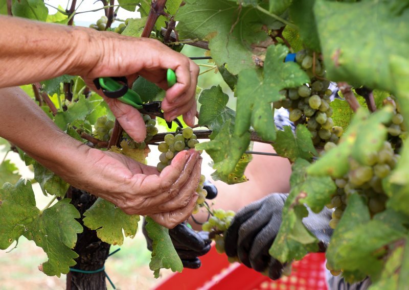 Berbe grožđa u Francuskoj počinju sve ranije zbog visokih temperatura