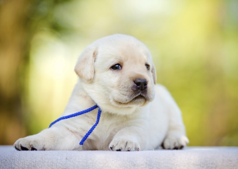 Sedam savjeta za novopečene vlasnike pasa