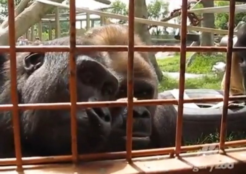 Urnebesan video: Što je to potpuno izbezumilo gorile?