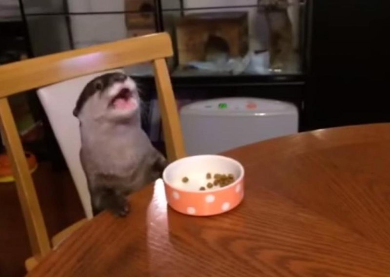 Luda vidra jede kao čovjek
