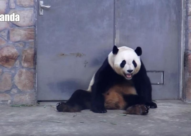 Slatka panda ulovila ritam