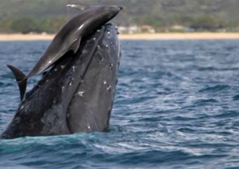 Fascinantno otkriće: Dupini jašu na kitovima