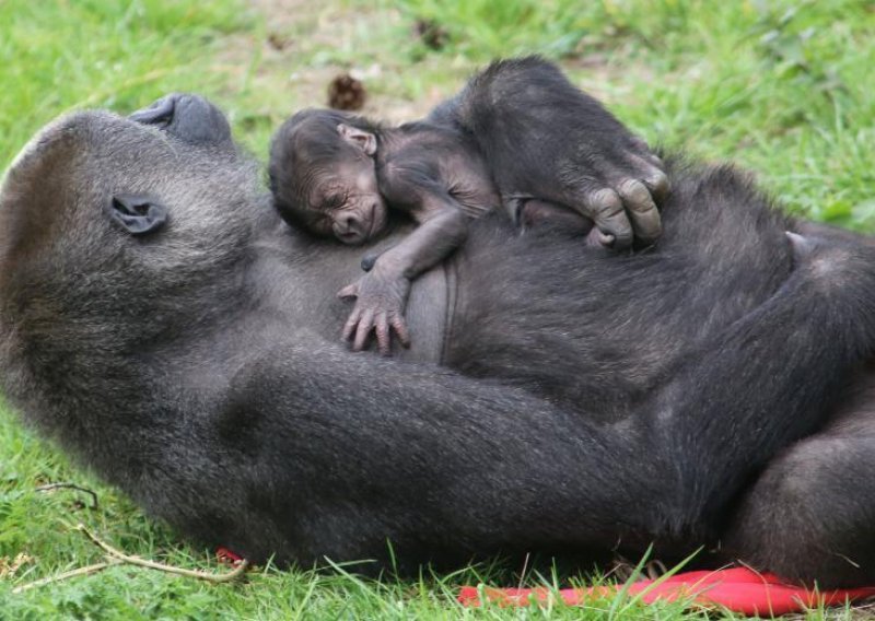 Jeste li ikada vidjeli slađe novorođenče gorile?