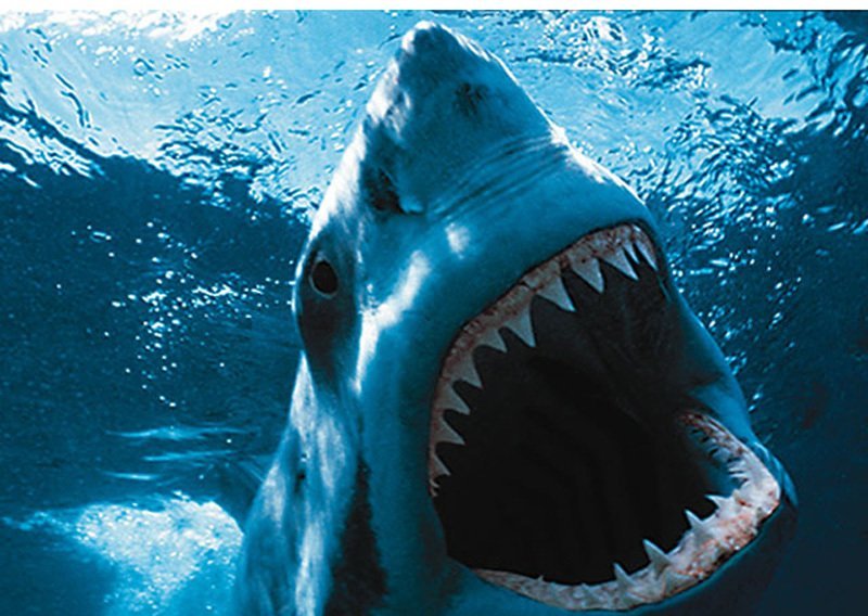 Oprez! Povlači se file morskog psa zbog velike količine žive