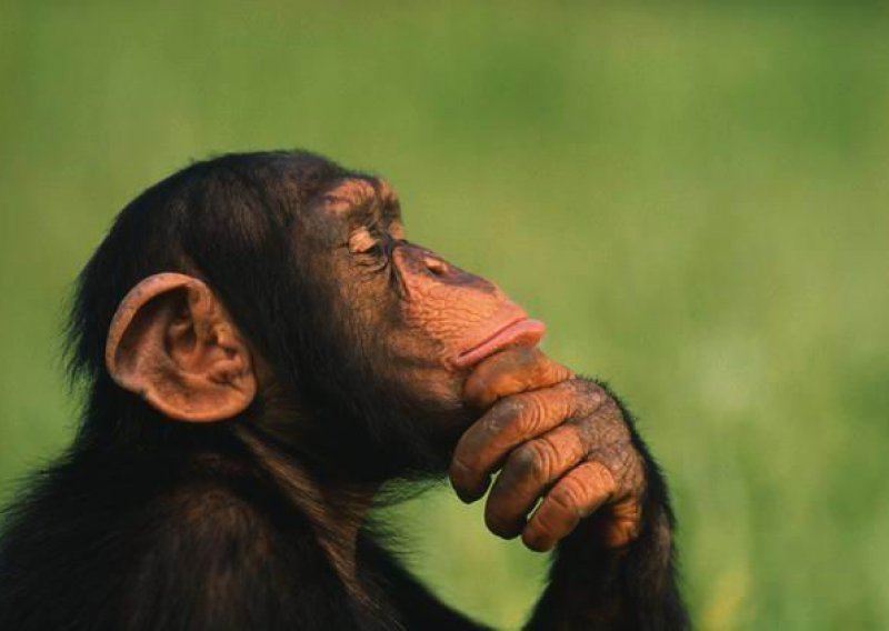 Čimpanza divljala na fakultetu