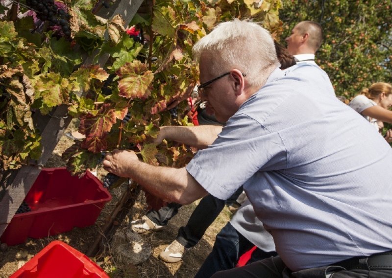 Ivo Josipović sa suprugom u berbi grožđa
