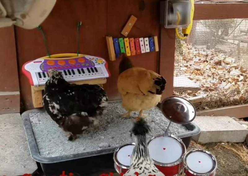 Čak i kokoši mogu osnovati bend