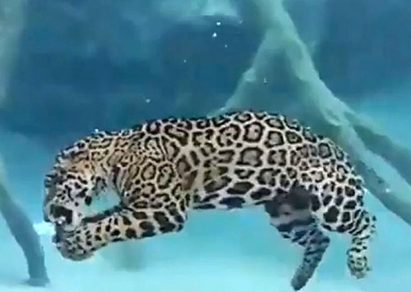 Snimka jaguara koji roni osvojila internet