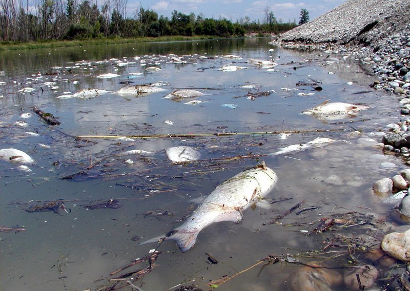 Misteriozan pomor 200 kg ribe i rakova u Mirni