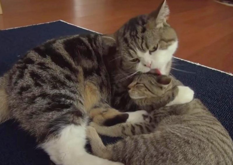 Evo kako se mačak Maru slaže s novom prijateljicom
