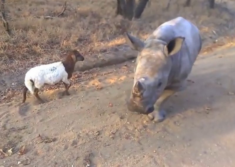 Ovca i nosorog – najbolji prijatelji!
