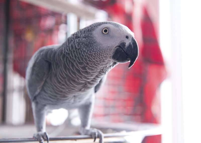 Papagaj pobjegao u svijet pa naučio španjolski
