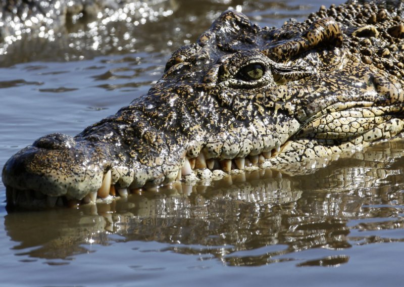 Zagonetna pojava krokodila na Kreti