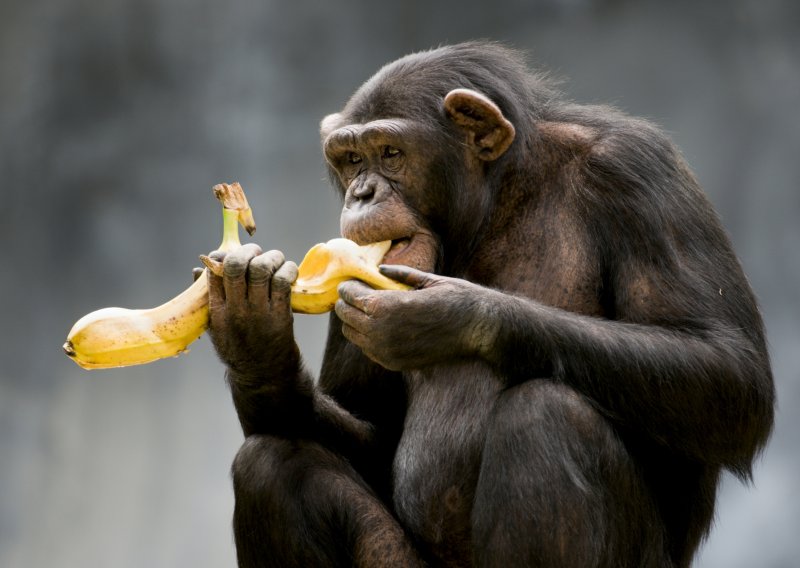 I čimpanze vole učiti pripremati hranu