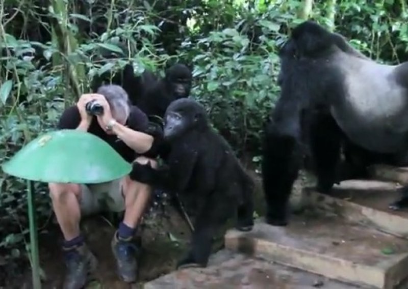 Ovako gorile proučavaju čovjeka