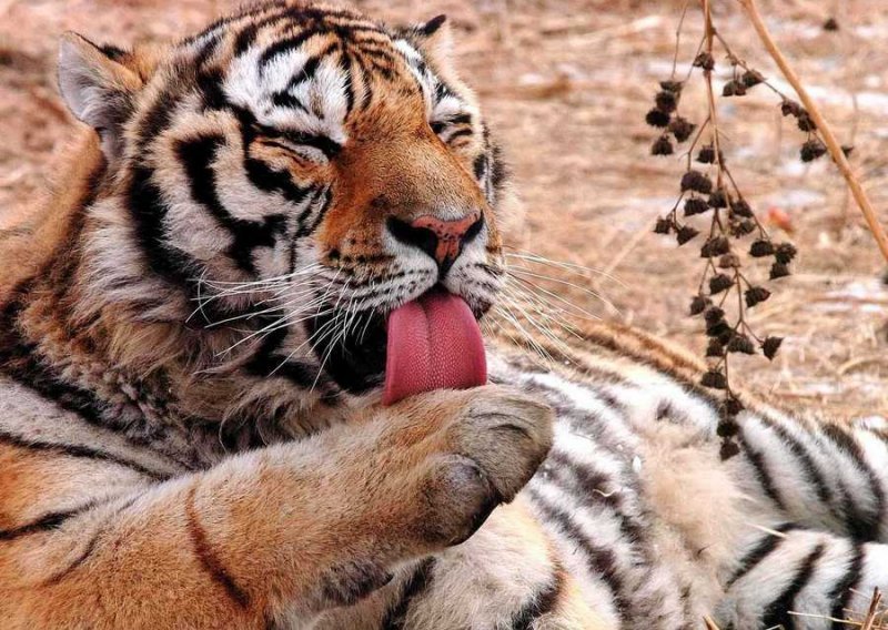 Tigrovi bi mogli izumrijeti kroz 12 godina