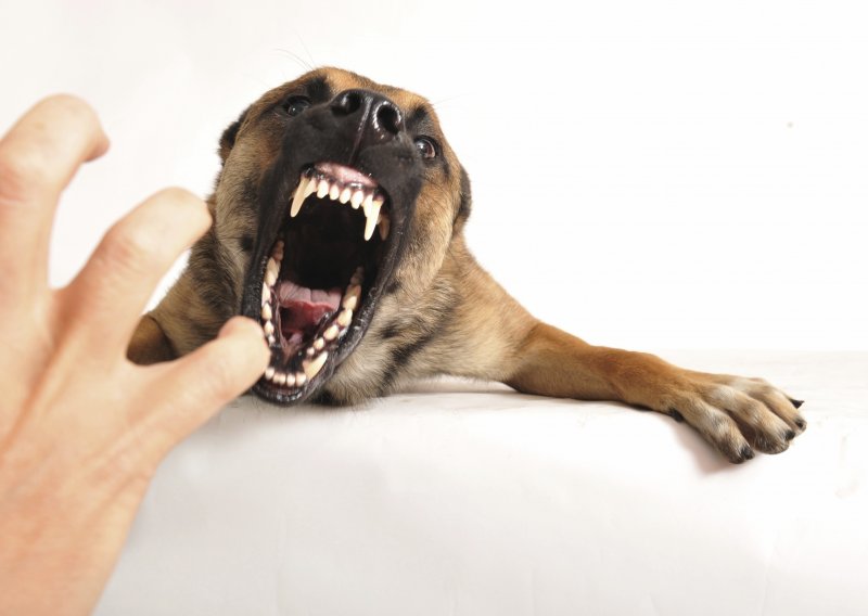 Zabrinjavajuća serija napada pasa na ljude i životinje