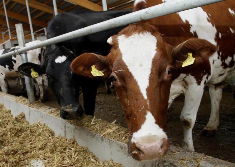 'Proizvodnja pada, krave se kolju, a Vlada ne reagira'