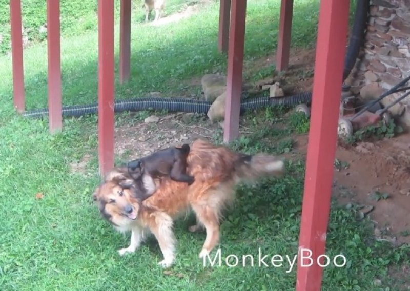 Pogledajte majmuna koji jaše psa