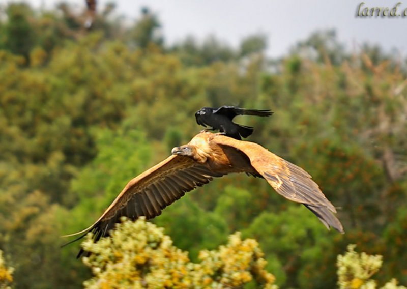 Nevjerojatne snimke švercanja vrane na lešinaru