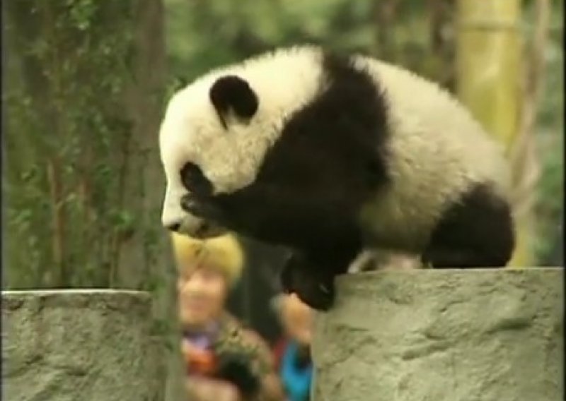 Pogledajte prvu igru slatkih beba panda