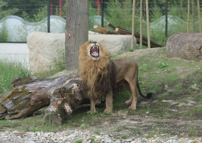 Pogledajte kako je novi lav zavladao zagrebačkim ZOO-om