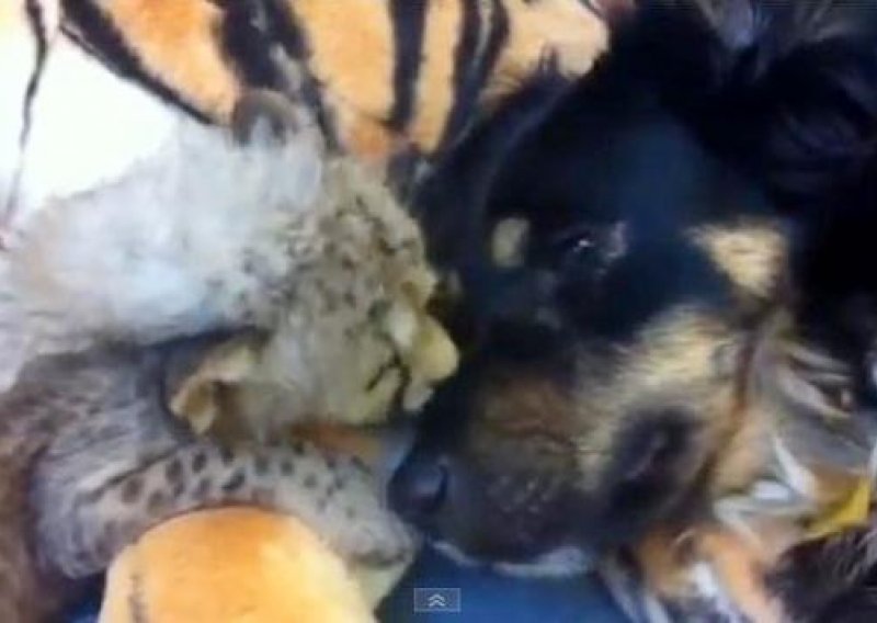Beba gepard obasula psa poljupcima