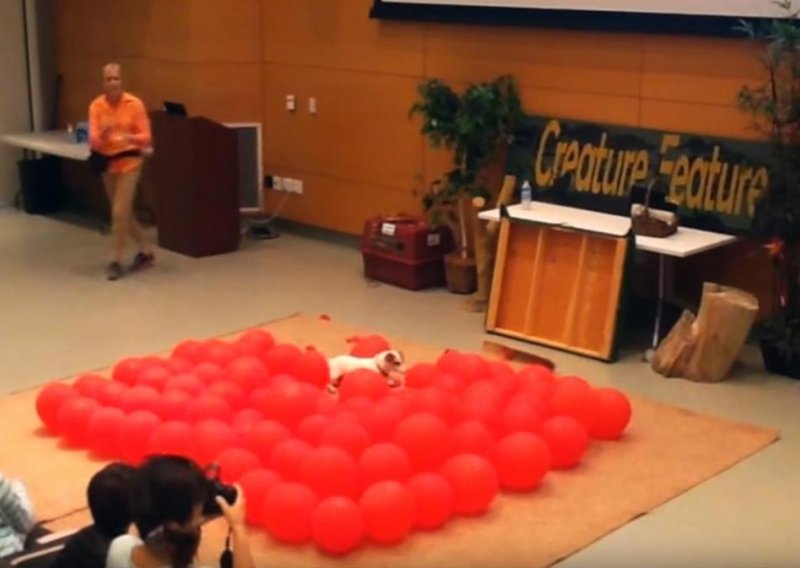Brzi psić oborio bizarni svjetski rekord