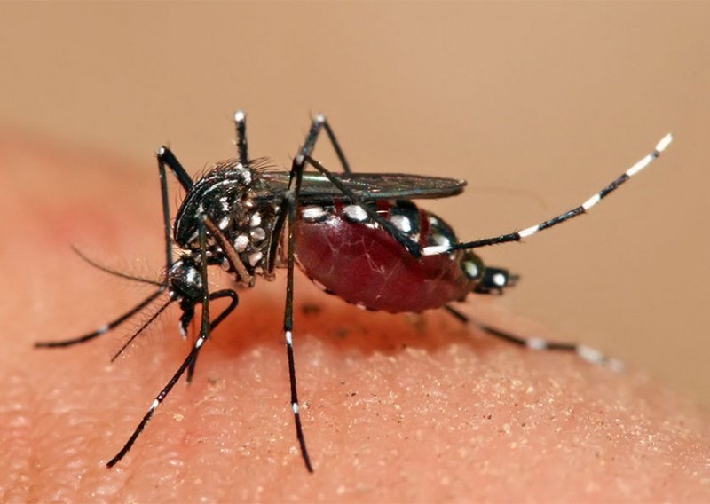 Uzbuna zbog invazivnih komaraca na grobljima po Zagorju