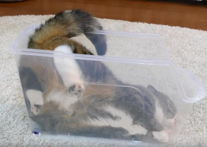 Mačak Maru pronašao novo mjesto za spavanje