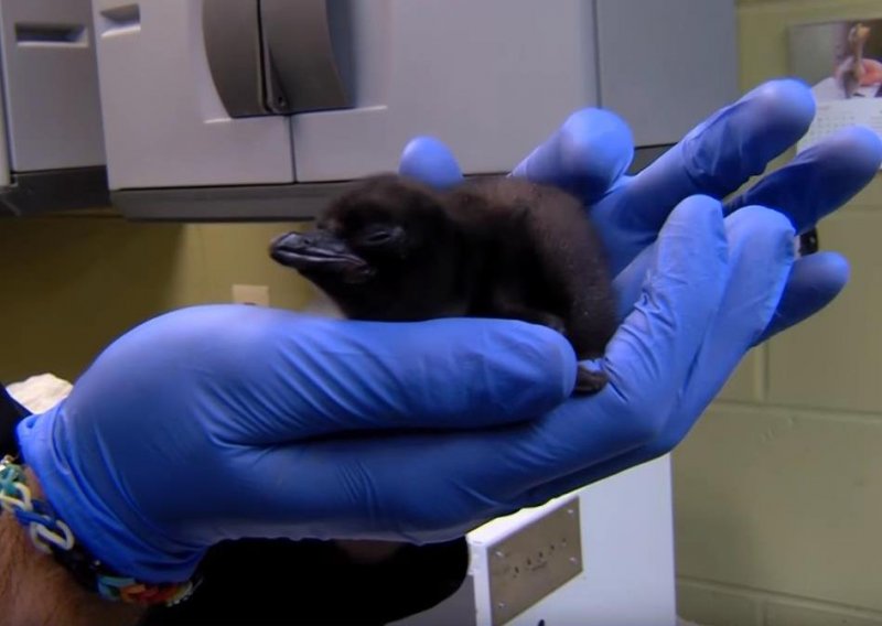 Jeste li ikad vidjeli novorođenog pingvina?